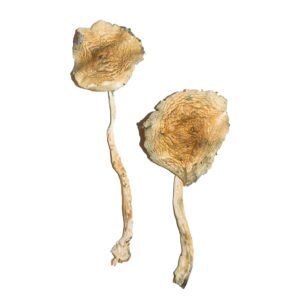 buy Cubensis Magic Mushroom online