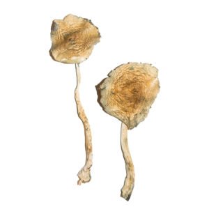 buy Cubensis Magic Mushroom online